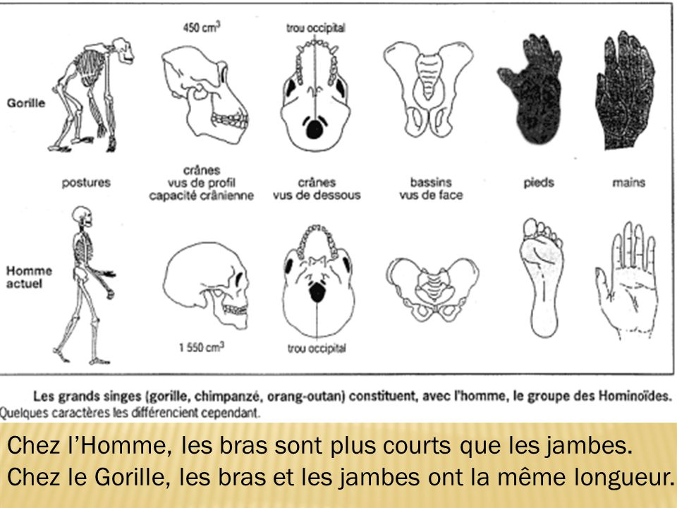 Activit 1 Les caract res propres l esp ce humaine ppt